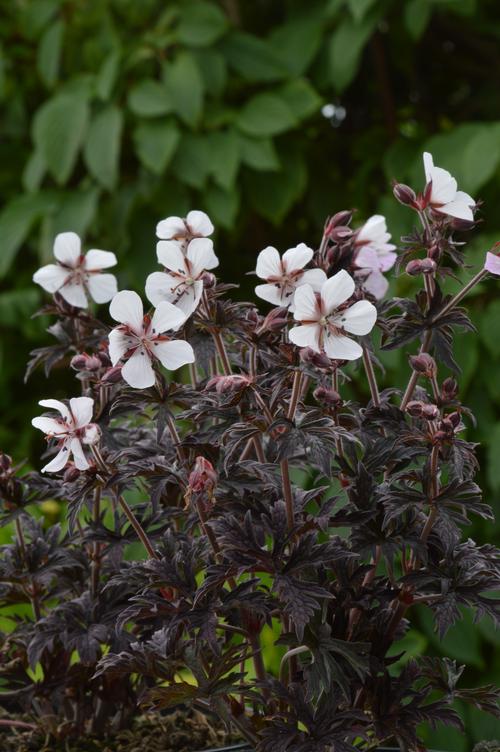 Geranium pratense 'Midnight Ghost'