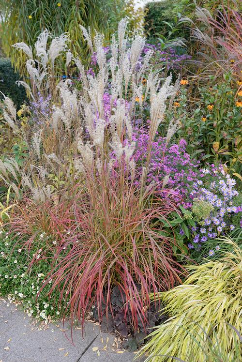 Miscanthus sinensis 'Little Miss'