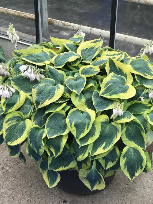 Hosta 'Tootie Mae'