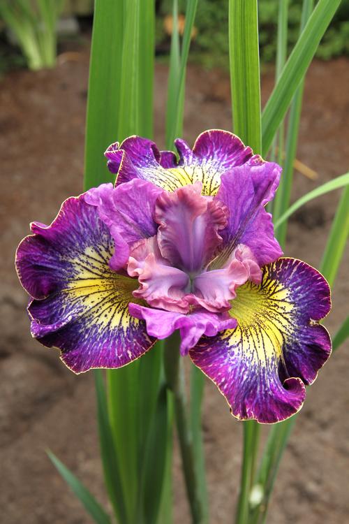 Iris siberica 'How Audacious'