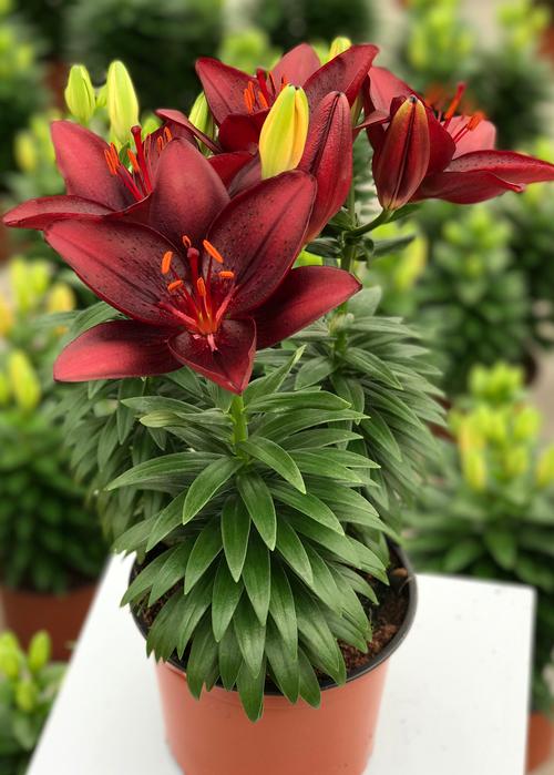 Lilium - Asiatic Pot Lily Looks™ 'Tiny Comfort'