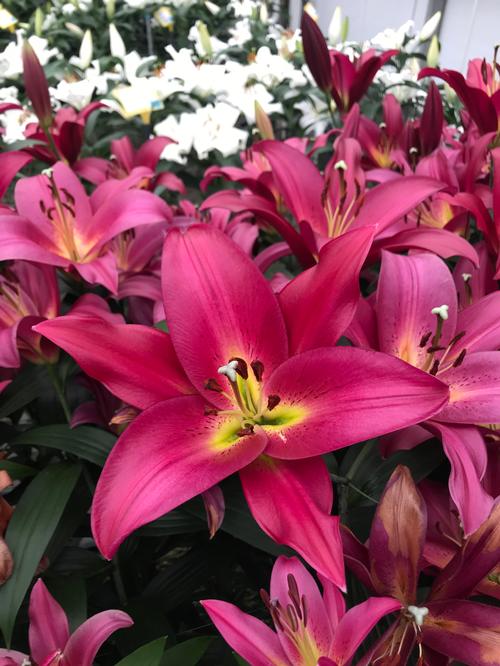 Lilium - OT Hybrid Lily 'Touchstone'