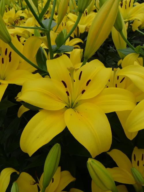 Lilium - LA Hybrid Lily (longiflorum x asiatic)