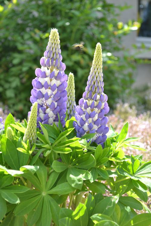 Lupinus polyphyllus 'Mini Gallery™ Blue Bicolor'