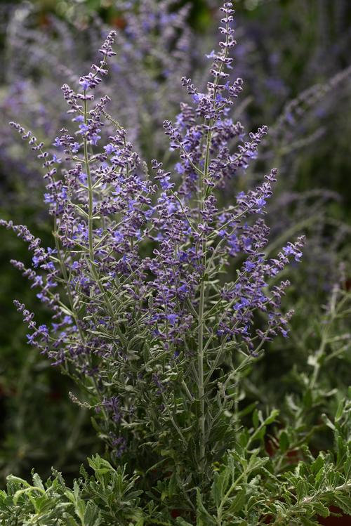 Perovskia atriplicifolia 'Blue Steel'