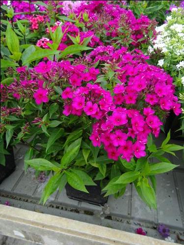 Phlox Dwarf Garden paniculata 'Early® Cerise'