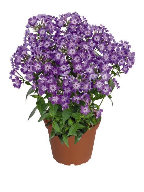 Phlox Dwarf Garden paniculata 'Early® Purple Eye'