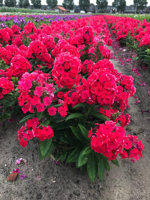 Phlox paniculata 'Younique Orange'