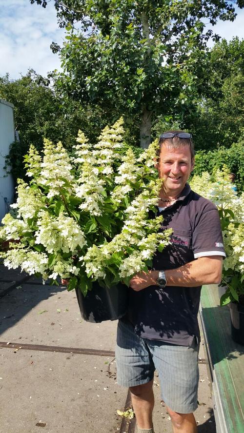 Hydrangea paniculata (Hydrangea)