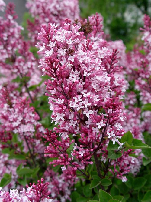 Syringa Baibelle 'Tinkerbelle®'