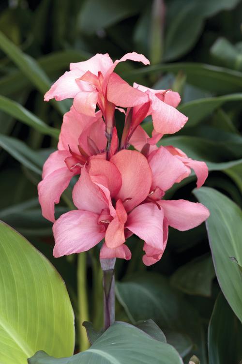 Canna (Canna Lily)