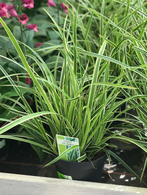 Carex morrowii 'Ice Dance'