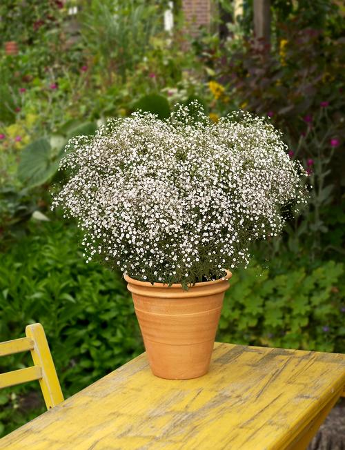 Gypsophila paniculata (Baby's Breath)