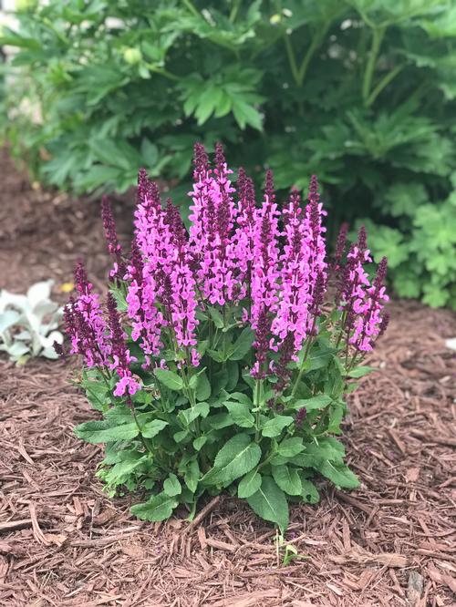 Salvia nemorosa 'Marvel Series Rose Marvel'