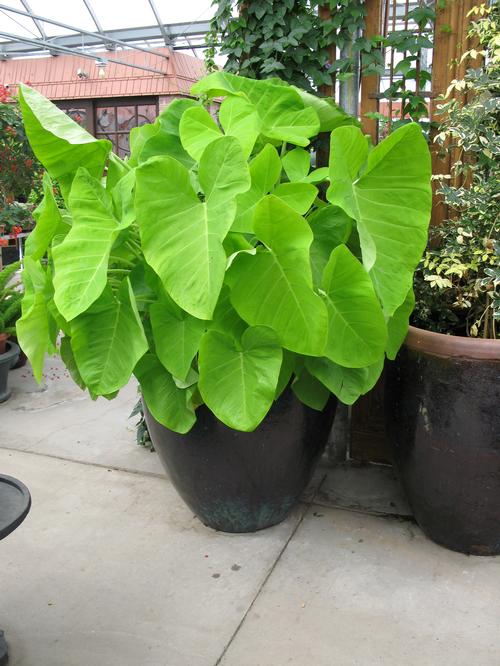 Elephant Ears - Colocasia esculenta 