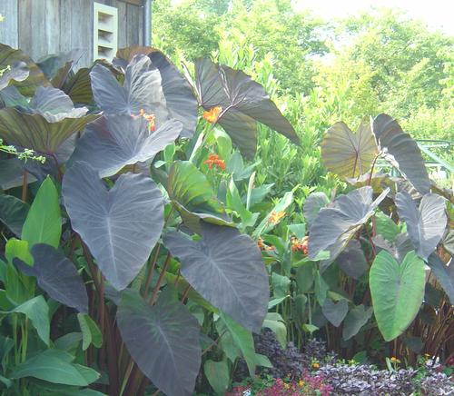 Elephant Ears - Colocasia esculenta 'Black Magic'