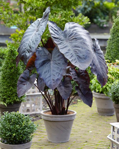 Elephant Ears - Colocasia (Elephant Ears)
