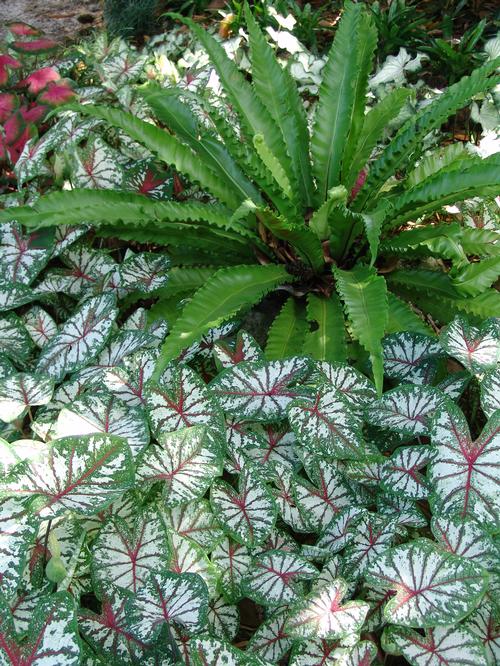 Caladium (Angel Wings)