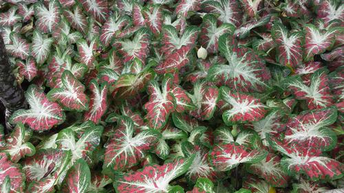 Caladium (Angel Wings)