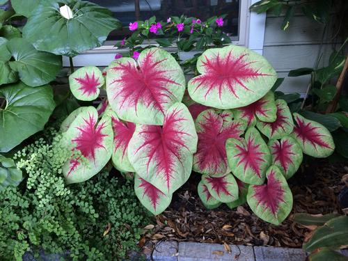 Caladium (Angel Wings)