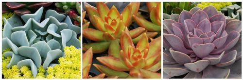 Succulent 'Premium Collection A'