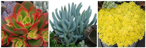 Succulent 'Premium Collection B'