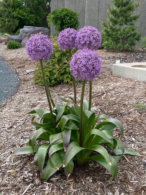 Allium 'Globemaster'