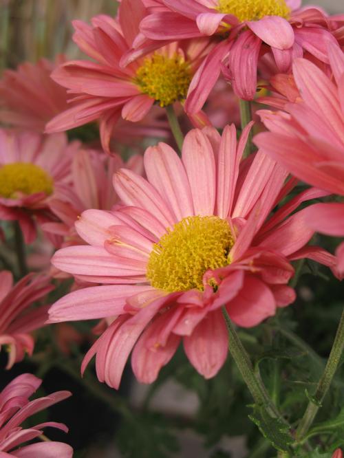Chrysanthemum 'Mammoth™ Coral Daisy'