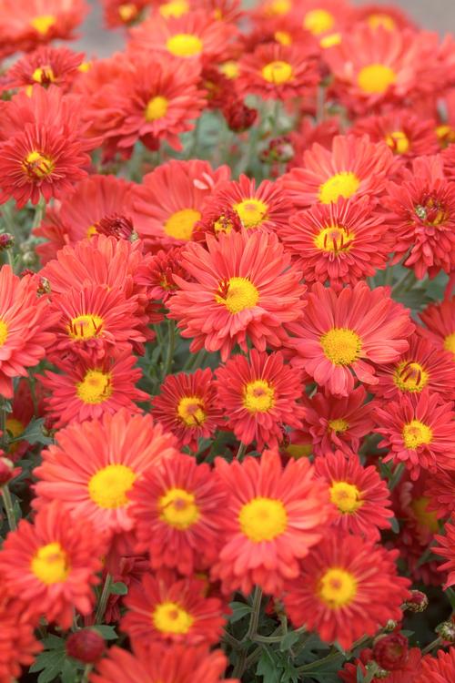 Chrysanthemum 'Mammoth™ Dark Bronze Daisy'