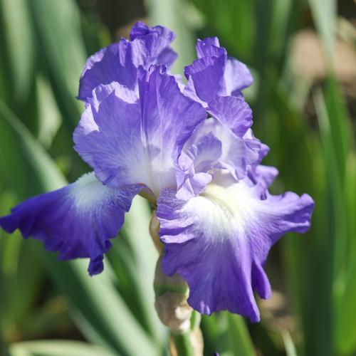 Iris germanica (Tall Bearded Iris)