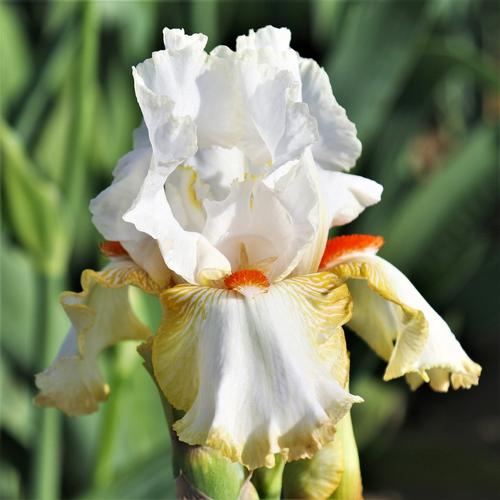 Iris germanica (Tall Bearded Iris)