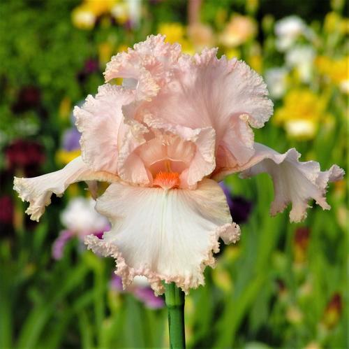 Iris germanica (Tall Bearded Iris)