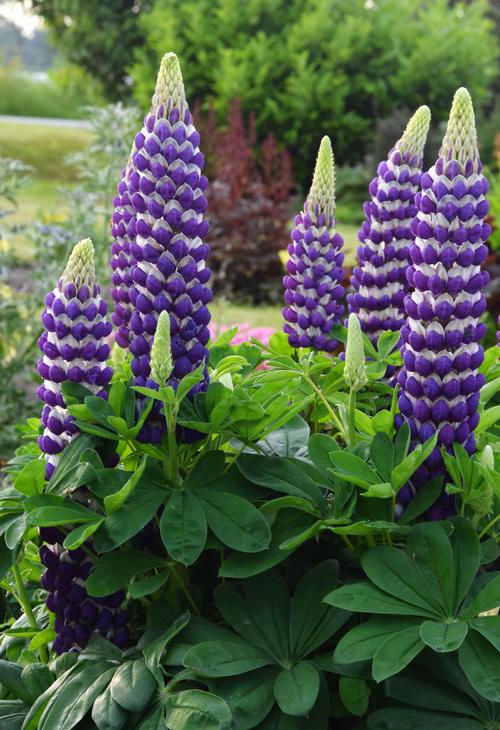 Lupinus 'Westcountry™ Blacksmith'