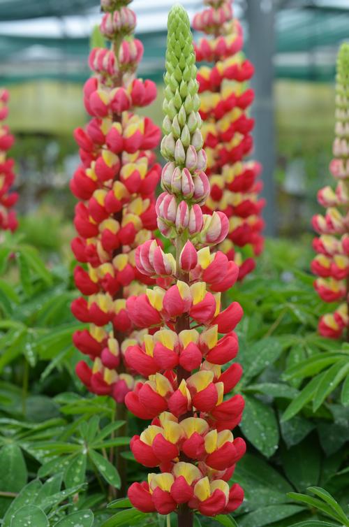 Lupinus 'Westcountry™ Tequila Flame'