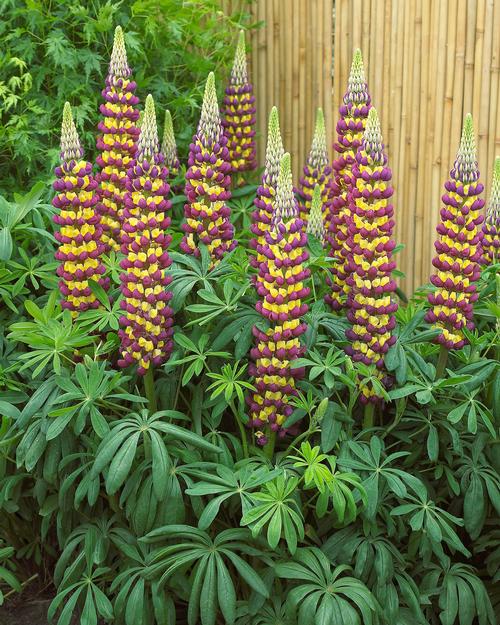 Lupinus 'Westcountry™ Manhattan Lights'