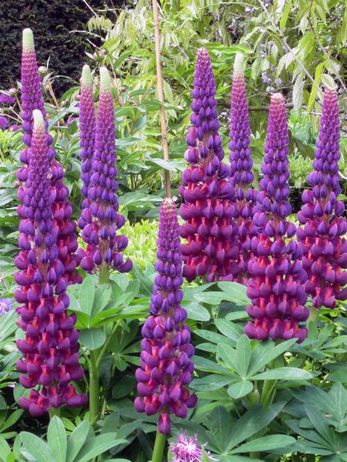 Lupinus 'Westcountry™ Masterpiece'