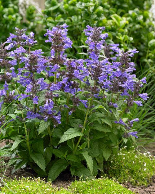 Nepeta 'Neptune'