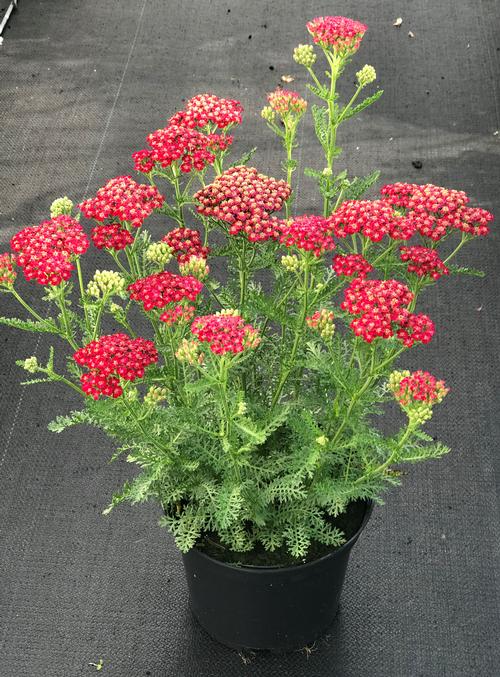 Achillea millefolium 'New Vintage™ Red'