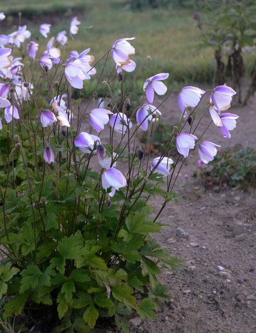 Anemone (Japanese Anemone)