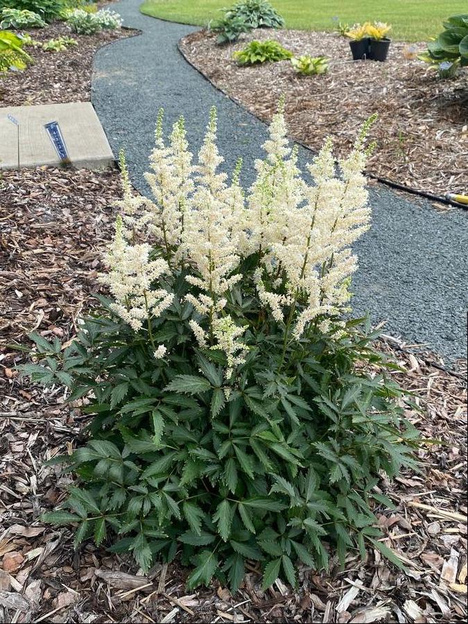 Astilbe arendsii 'Happy Spirit'