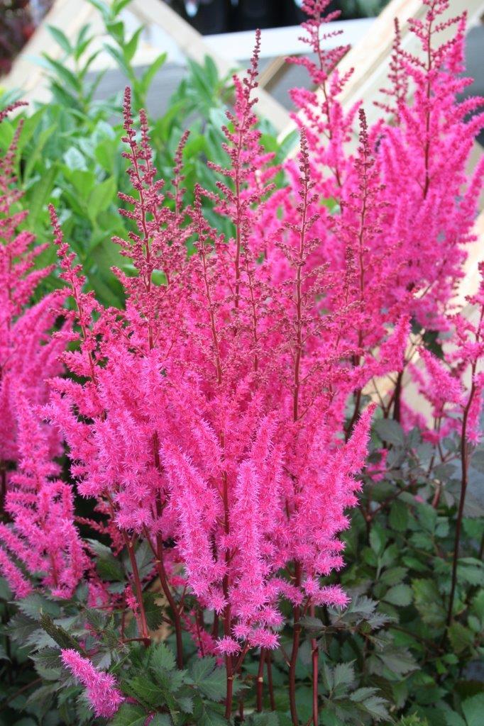 Astilbe chinensis 'Mighty™ Chocolate Cherry'