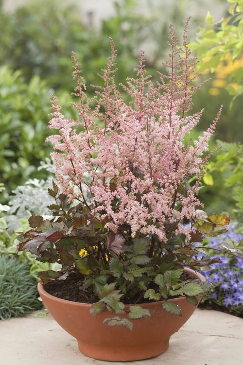 Astilbe chinensis (Astilbe)