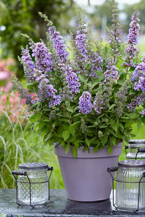 Buddleia (Butterfly Bush)