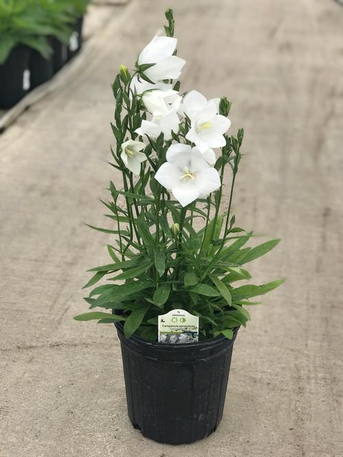 Campanula persicifolia 'Takion White'