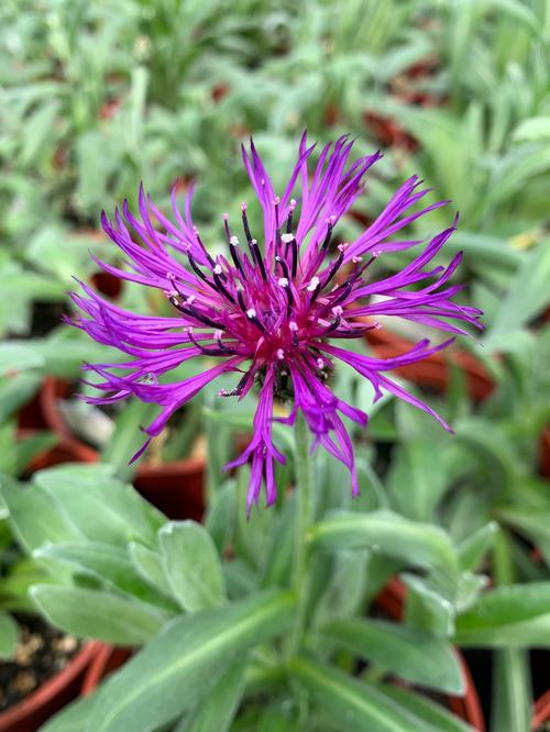 Centaurea montana 'Amethyst Dream'