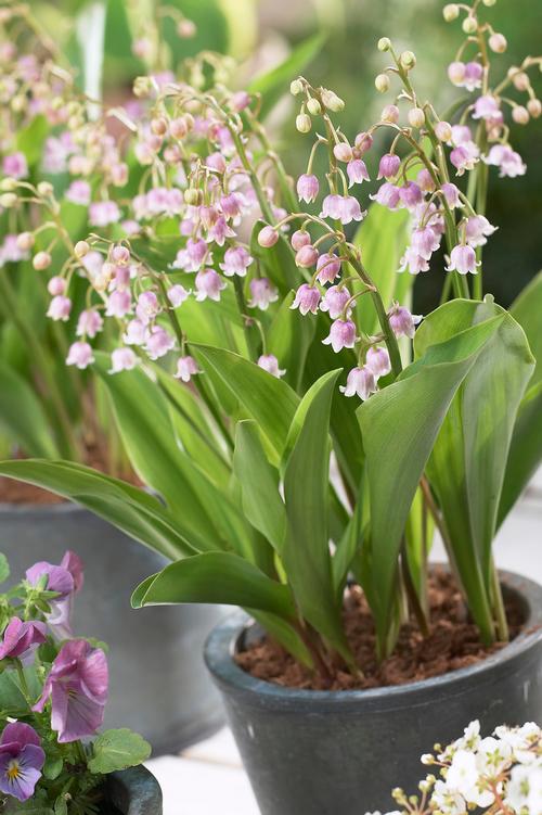 Convallaria majalis (Lily of the Valley)