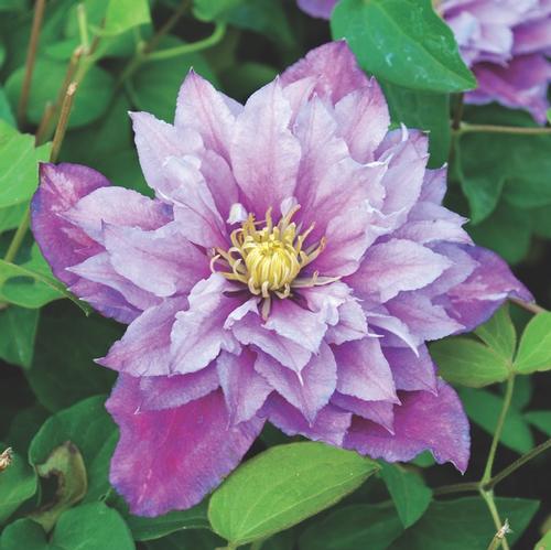 Clematis 'Piilu'