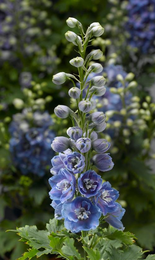 Delphinium elatum 'Delphina™ Light Blue White Bee'