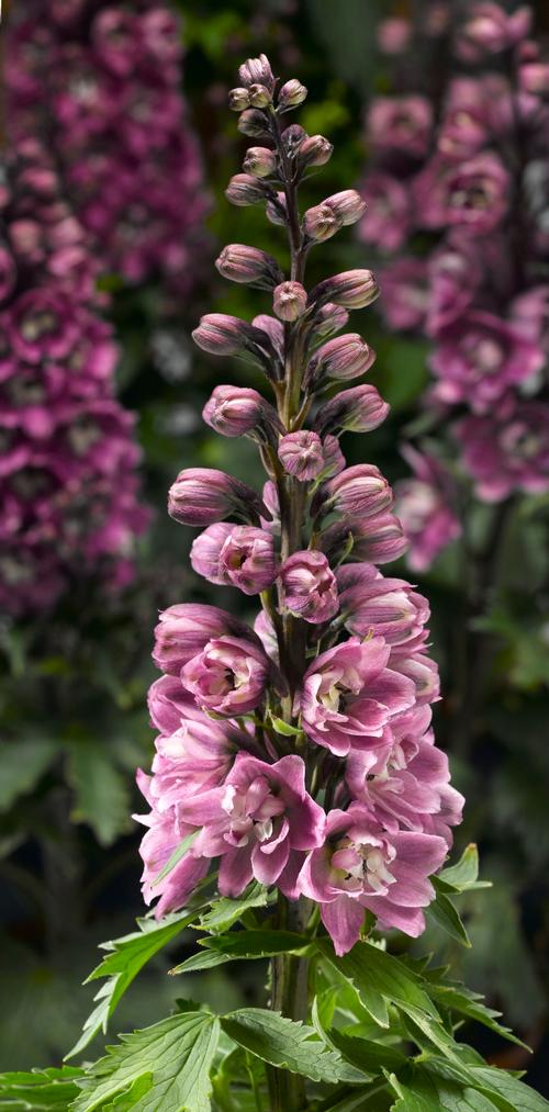 Delphinium elatum 'Delphina™ Rose White Bee'