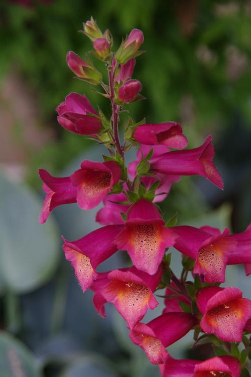 Digiplexis® 'Illumination® Raspberry Improved'